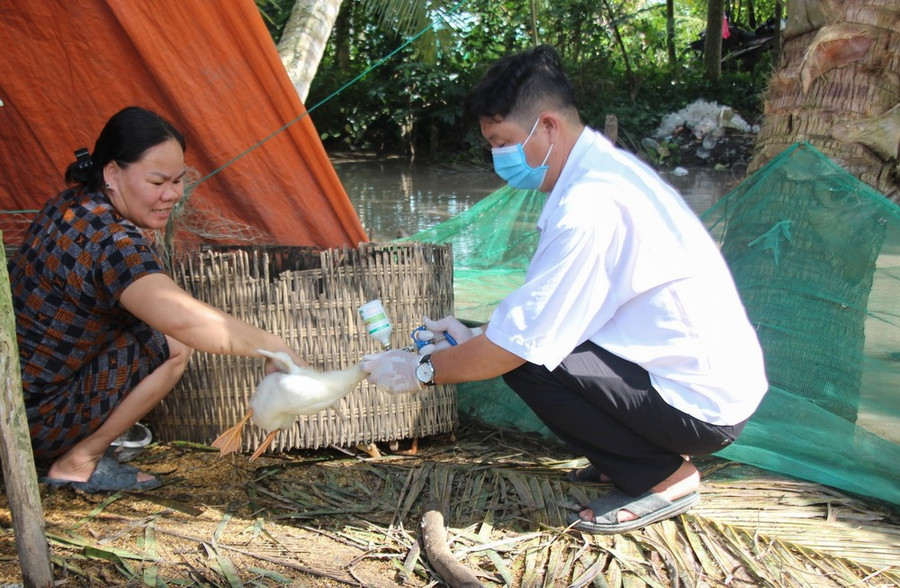 Cán bộ thú y tiêm phòng cho gia cầm. (Ảnh: Hồng Thái/TTXVN)