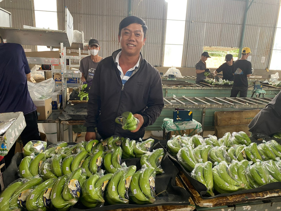 Nông nghiệp tuần hoàn tuyệt đối giúp bầu Đức tăng 20% sản lượng, bỏ túi hàng trăm tỉ đồng. Ảnh: L.T