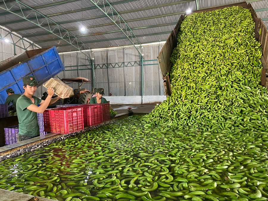 Chuối thải trước đây phải đau đầu xử lý đã được nghiên cứu thành thức ăn cho heo, giúp HAGL có giá thành heo hơi cạnh tranh trên thị trường. Ảnh: L.T