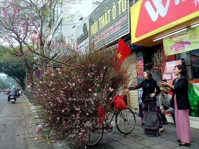 Chọn mua một cành đào đẹp trưng Tết thể hiện nguyện vọng một năm mới được may mắn như ý. Ảnh: Phạm Hậu/TTXVN