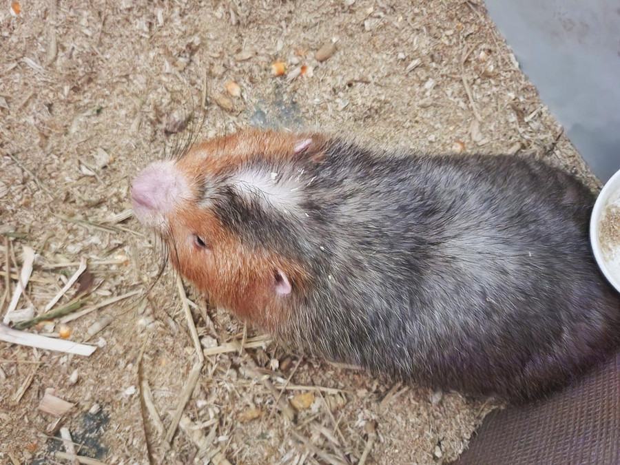 Bình quân mỗi năm, gia đình anh Trung xuất bán khoảng 3 tạ dúi thịt và khoảng 200 cặp dúi giống, doanh thu khoảng trên 500 triệu đồng. Ảnh: Trần Bình Định Bình quân mỗi năm, gia đình anh Trung xuất bán khoảng 3 tạ dúi thịt và khoảng 200 cặp dúi giống, doanh thu khoảng trên 500 triệu đồng. Ảnh: Trần Bình Định