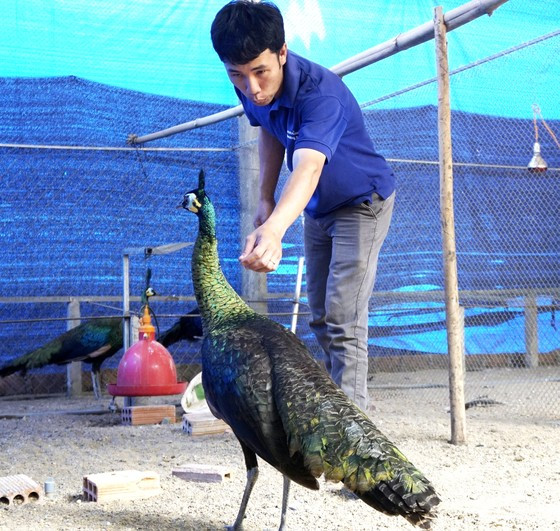 Nuôi chim trĩ mang lại thu nhập cao cho anh Tô Vũ Thành Tín Nuôi chim trĩ mang lại thu nhập cao cho anh Tô Vũ Thành Tín