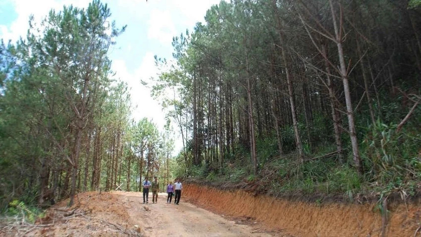 Một khu vực thuộc Ban quản lý dự án rừng phòng hộ Krông Năng. Ảnh: L.P