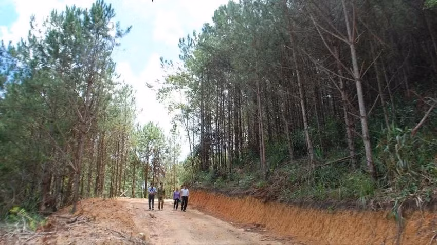 Một khu vực thuộc Ban quản lý dự án rừng phòng hộ Krông Năng. Ảnh: L.P