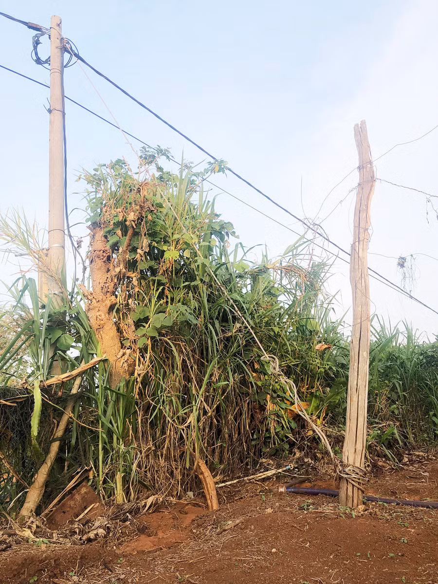 Dây néo trụ điện (bằng kim loại) được kéo xuống vườn nhà bà Dung. Ảnh nhân vật cung cấp Dây néo trụ điện (bằng kim loại) được kéo xuống vườn nhà bà Dung. Ảnh nhân vật cung cấp