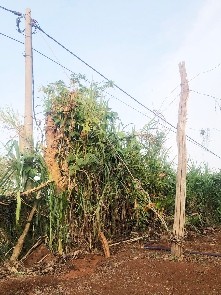 Dây néo trụ điện (bằng kim loại) được kéo xuống vườn nhà bà Dung. Ảnh nhân vật cung cấp