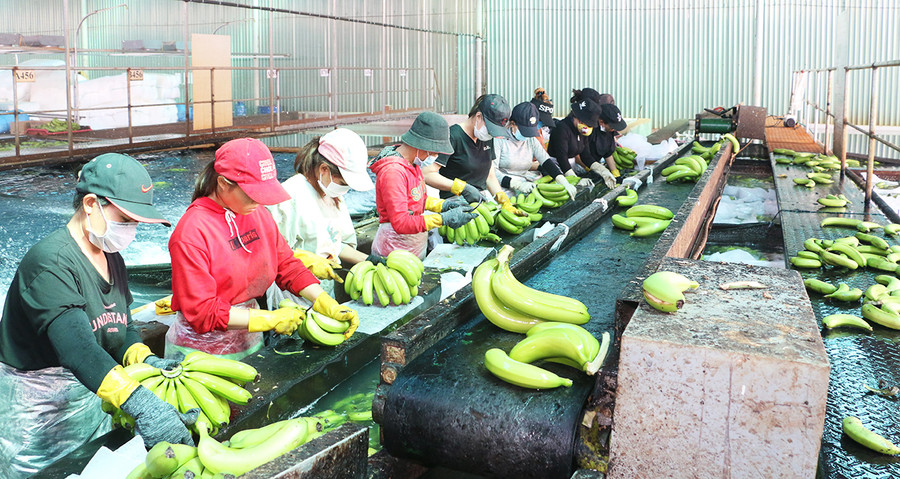 Công ty cổ phần Nông nghiệp công nghệ cao Hưng Sơn (huyện Đak Đoa) xây dựng quy trình sản xuất khép kín theo các tiêu chuẩn quốc tế gắn với nhà máy sơ chế, chế biến để đáp ứng yêu cầu của các thị trường khó tính. Ảnh: Quang Tấn Công ty cổ phần Nông nghiệp công nghệ cao Hưng Sơn (huyện Đak Đoa) xây dựng quy trình sản xuất khép kín theo các tiêu chuẩn quốc tế gắn với nhà máy sơ chế, chế biến để đáp ứng yêu cầu của các thị trường khó tính. Ảnh: Quang Tấn