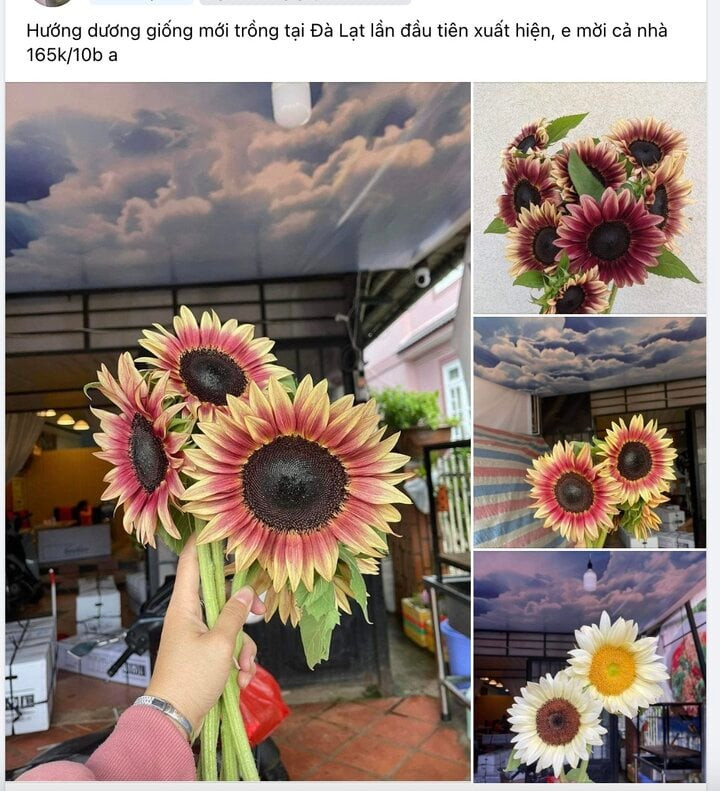 Hoa hướng dương đột biến được rao bán trên mạng với giá 165.000 đồng/10 bông. (Ảnh chụp Facebook) Hoa hướng dương đột biến được rao bán trên mạng với giá 165.000 đồng/10 bông. (Ảnh chụp Facebook)