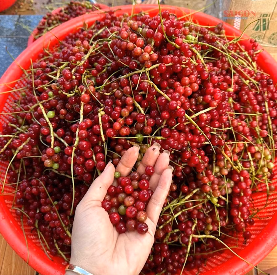 Ngũ vị tử được dân thu mua về sơ chế