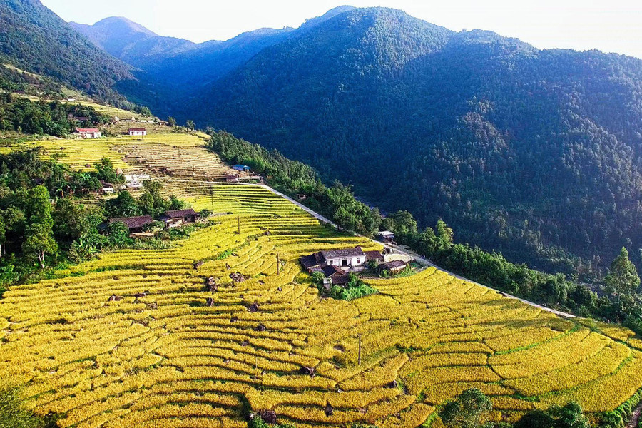Bản làng Bình Liêu với những thửa ruộng bậc thang vàng óng đẹp như bức tranh. Ảnh: N.H