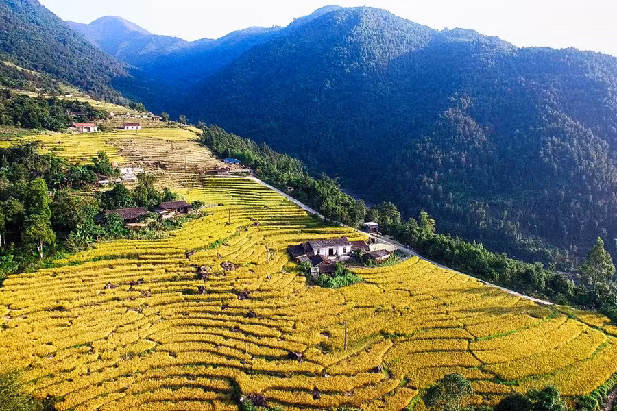 Bản làng Bình Liêu với những thửa ruộng bậc thang vàng óng đẹp như bức tranh. Ảnh: N.H