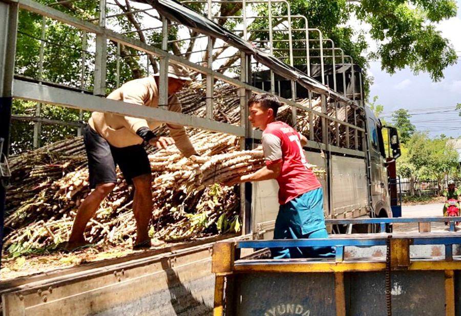 Người dân xã Uar nhận giống mì mới HN5 có khả năng kháng bệnh khảm lá vi rút để trồng trong vụ mùa 2023. Ảnh: Lê Nam