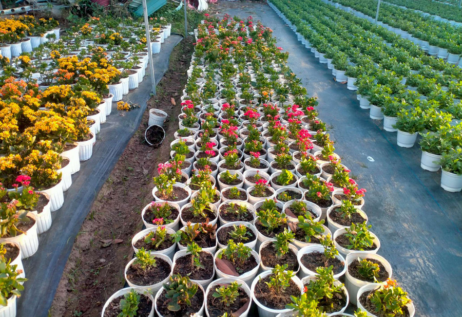 Những chậu hoa chờ đến ngày xuất ra thị trường Những chậu hoa chờ đến ngày xuất ra thị trường