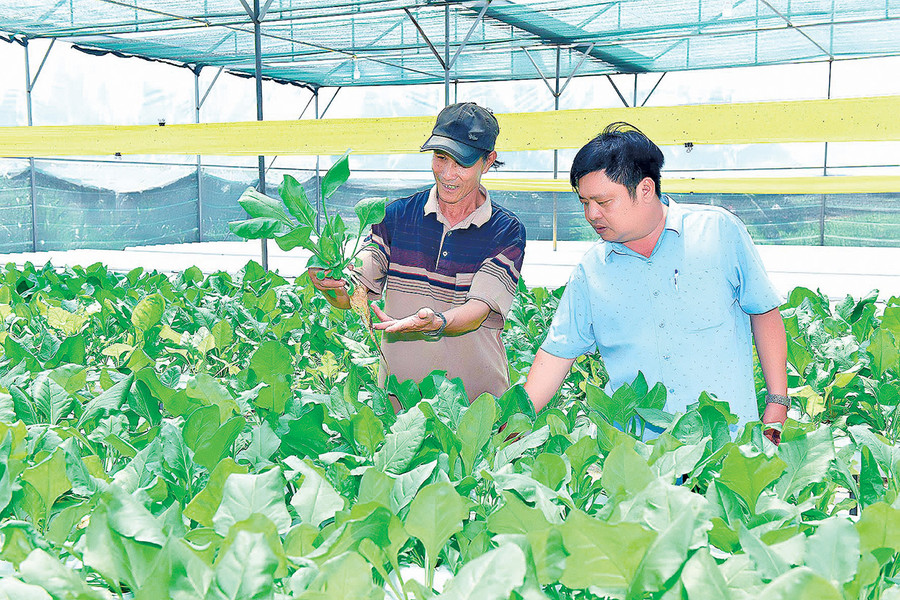 Huyện Đak Pơ có hơn 6.700 ha rau, sản lượng trên 121 ngàn tấn/năm. Ảnh: Đ.T