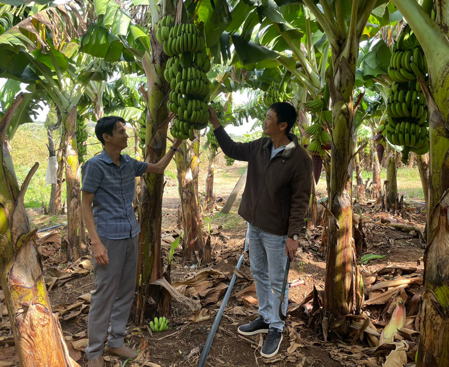 Vườn chuối tiêu hồng của anh Đỗ Trung Hòa (bìa phải) luôn cho năng suất, chất lượng cao. Ảnh: T.C