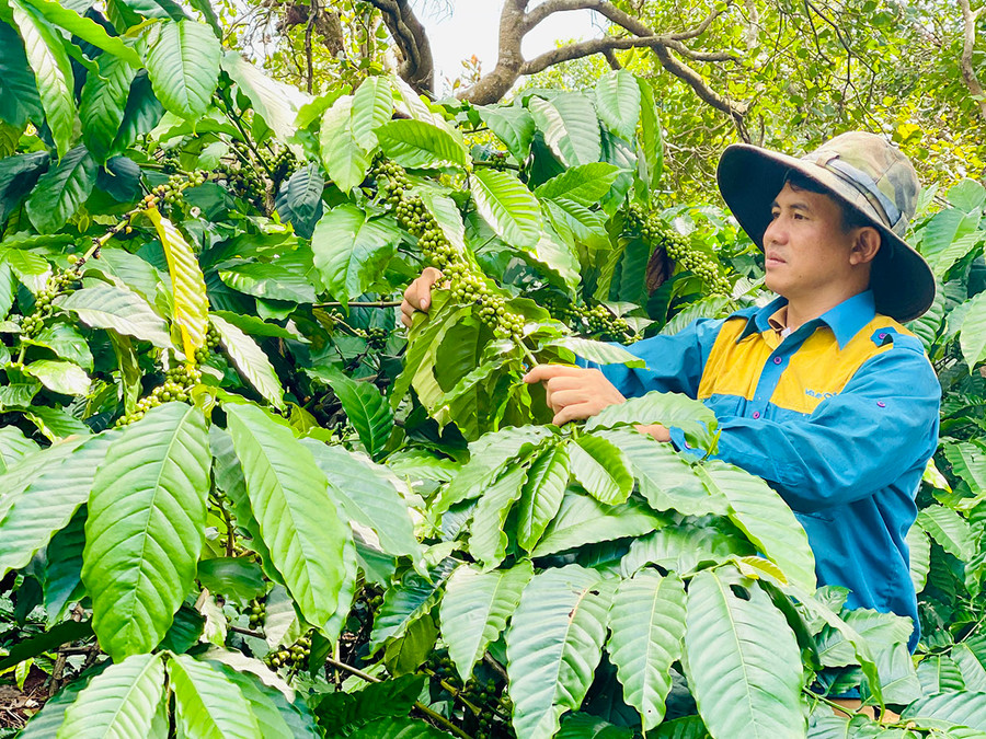 Anh Nguyễn Hữu Thuận (thôn Thống Nhất, xã Ia Din, huyện Đức Cơ) đã xây dựng mô hình sản xuất kinh doanh cà phê khép kín từ trồng, thu hái đến rang xay, chế biến. Ảnh: Mai Ka Anh Nguyễn Hữu Thuận (thôn Thống Nhất, xã Ia Din, huyện Đức Cơ) đã xây dựng mô hình sản xuất kinh doanh cà phê khép kín từ trồng, thu hái đến rang xay, chế biến. Ảnh: Mai Ka