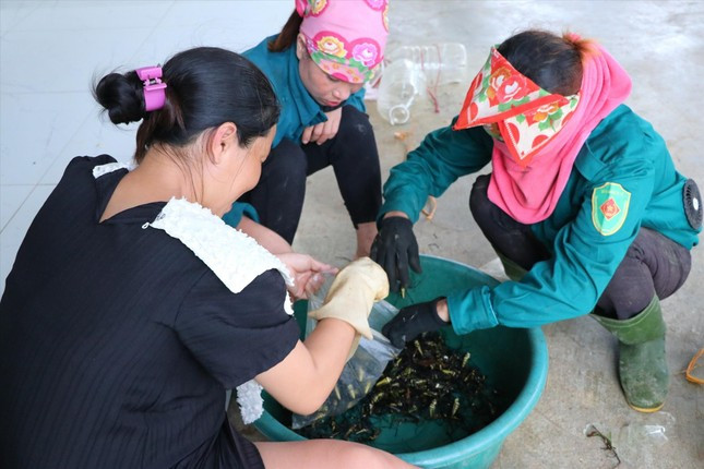 Người dân phải sử dụng găng tay nhựa trong quá trình lựa nhện, đóng túi.