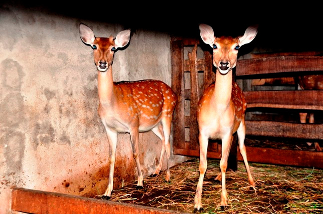 Quế cho biết, hươu sao là vật nuôi có giá trị kinh tế cao, đầu ra dễ dàng Quế cho biết, hươu sao là vật nuôi có giá trị kinh tế cao, đầu ra dễ dàng