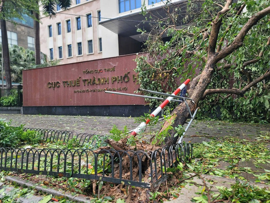 Số lượng cây xanh ở Hà Nội bị đổ sau bão số 3 tới hơn 25.000 cây.