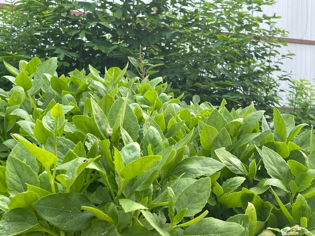 Ảnh: Nữ Vương Ảnh: Nữ Vương