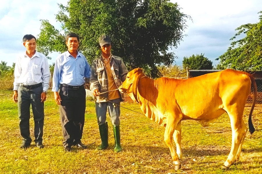 Chủ tịch Ủy ban MTTQ Việt Nam phường An Bình Phan Thanh Giang (đứng giữa) cùng cán bộ Hội Nông dân phường tặng bò cho hộ nghèo. Ảnh: N.M