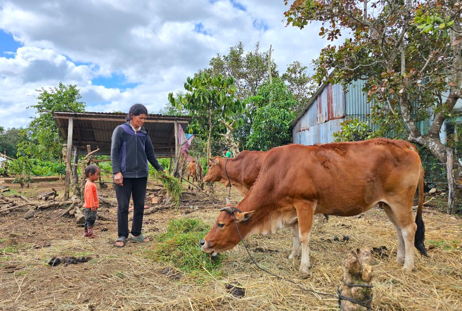 Nguồn vốn tín dụng chính sách là một trong những “cú hích” góp phần giúp hộ nghèo, cận nghèo có vốn phát triển sản xuất, ổn định cuộc sống. Ảnh: M.T