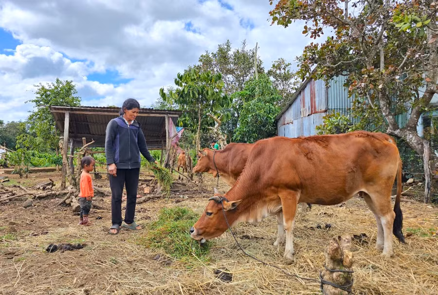 Nguồn vốn tín dụng chính sách là một trong những “cú hích” góp phần giúp hộ nghèo, cận nghèo có vốn phát triển sản xuất, ổn định cuộc sống. Ảnh: M.T