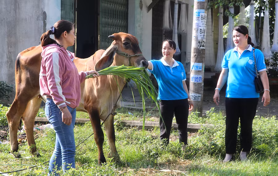 Cán bộ Hội LHPN phường An Bình kiểm tra việc chăm sóc bò của hội viên được hỗ trợ sinh kế. Ảnh: N.M