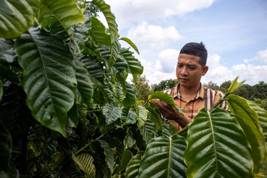 Vườn cà phê của gia đình anh Y Thuyl Niê phát triển xanh tốt, cho thu nhập khá.