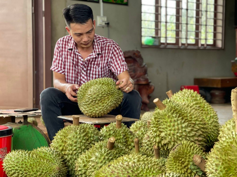 Sầu riêng Việt Nam mang về hàng tỷ USD nhờ xuất khẩu. Ảnh minh họa Sầu riêng Việt Nam mang về hàng tỷ USD nhờ xuất khẩu. Ảnh minh họa