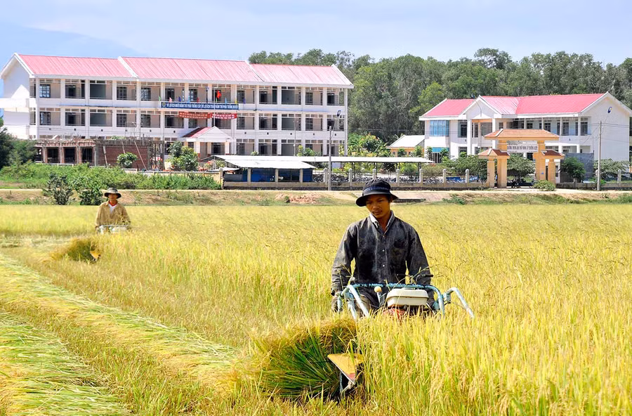 Người dân thị xã Ayun Pa thu hoạch lúa Đông xuân. Ảnh: T.S