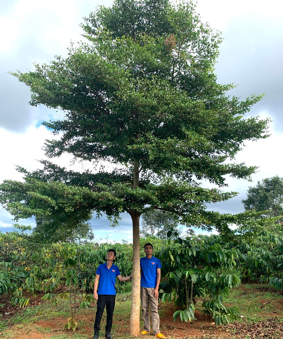 Nhờ được bảo vệ, chăm sóc chu đáo nên nhiều cây xanh ở làng Nang phát triển tốt. Ảnh: R.H Nhờ được bảo vệ, chăm sóc chu đáo nên nhiều cây xanh ở làng Nang phát triển tốt. Ảnh: R.H