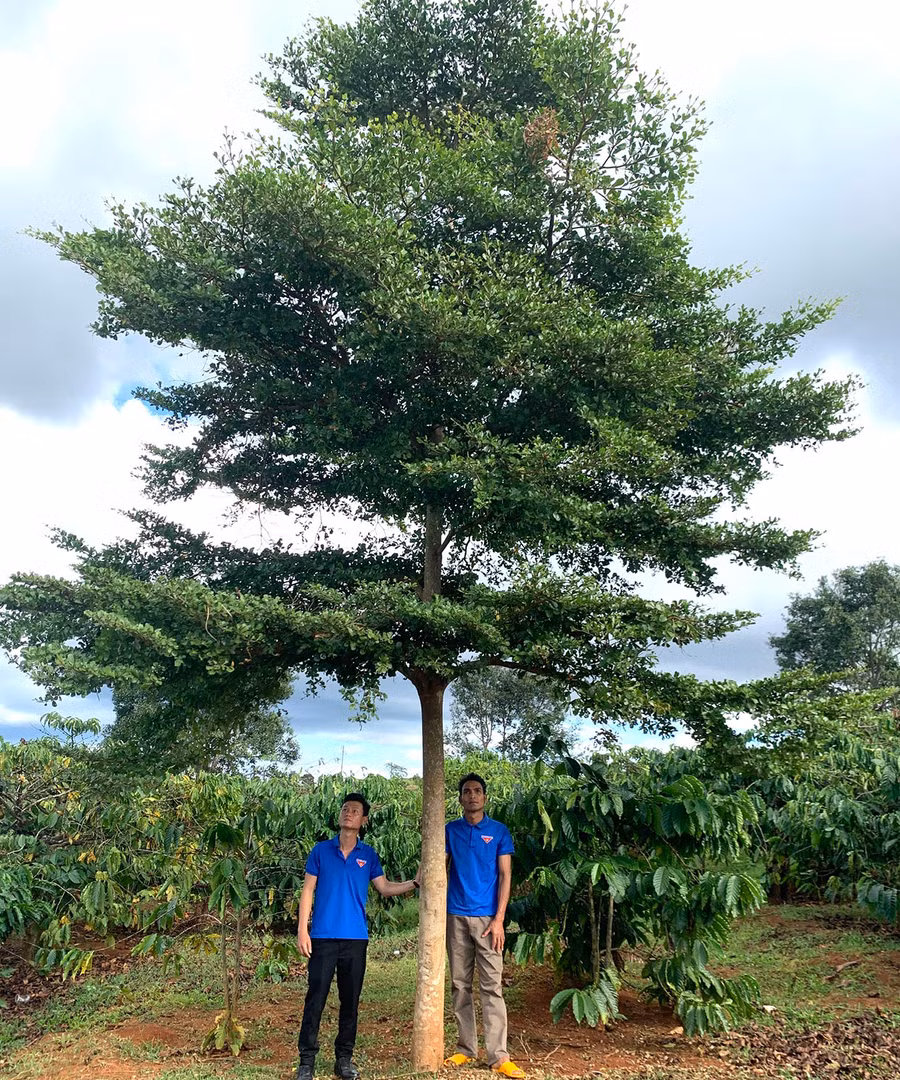 Nhờ được bảo vệ, chăm sóc chu đáo nên nhiều cây xanh ở làng Nang phát triển tốt. Ảnh: R.H
