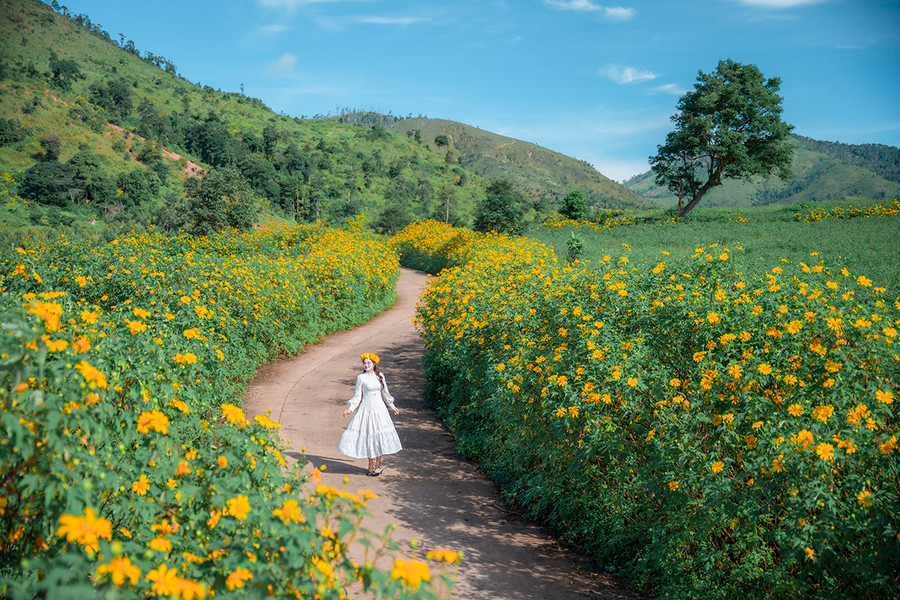 Du khách chụp ảnh bên đường hoa dã quỳ Chư Đang Ya. Ảnh: Phạm Quý Du khách chụp ảnh bên đường hoa dã quỳ Chư Đang Ya. Ảnh: Phạm Quý