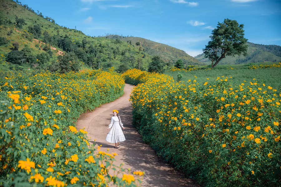 Du khách chụp ảnh bên đường hoa dã quỳ Chư Đang Ya. Ảnh: Phạm Quý