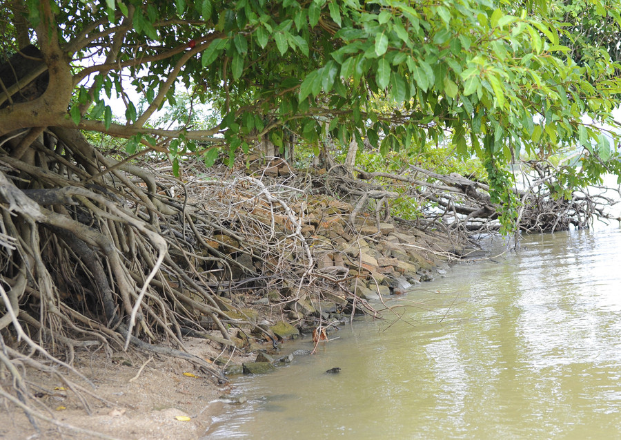 Rất nhiều gạch Chăm cổ của khu tháp hiện đã nằm dưới lòng sông. Ảnh: H.B.T