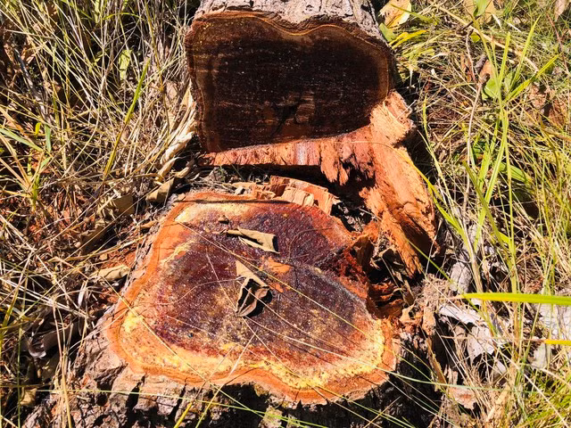 Nhiều cây có dấu vết cưa còn mới. Ảnh: TRẦN HIẾU Nhiều cây có dấu vết cưa còn mới. Ảnh: TRẦN HIẾU