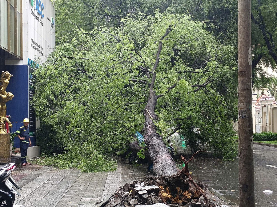 Tại hiện trường, phần thân cây xanh đè lên bức tường, đường dây diện. Tán cây nằm chắn ở vỉa hè, phần rễ cây me có dấu hiệu bị hư hại, nhiều xe máy bị đè bên dưới nhánh, tán cây me… Tại hiện trường, phần thân cây xanh đè lên bức tường, đường dây diện. Tán cây nằm chắn ở vỉa hè, phần rễ cây me có dấu hiệu bị hư hại, nhiều xe máy bị đè bên dưới nhánh, tán cây me…