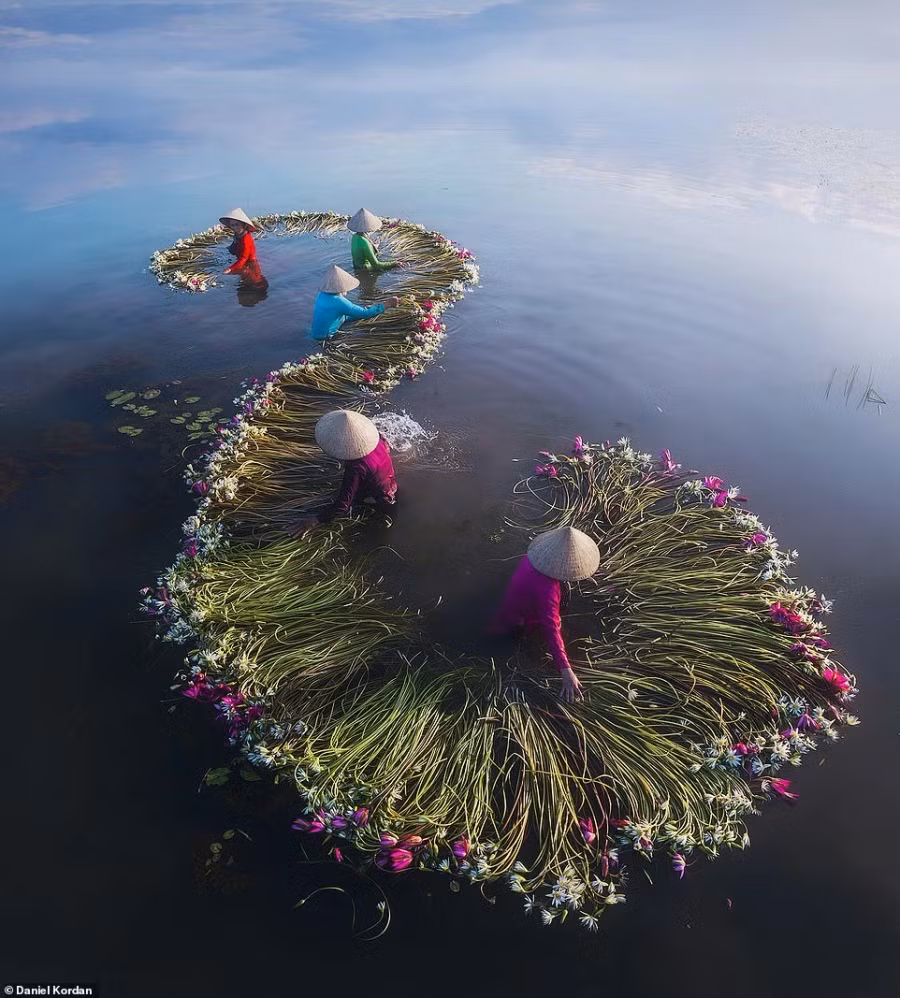 Cảnh rửa bông súng được chụp tại tỉnh Long An. Vào mùa mưa ở vùng đồng bằng, từ tháng 6 đến tháng 11, phụ nữ chèo xuồng thu hoạch bông súng.