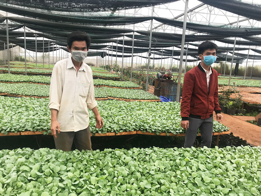 HTX Nông nghiệp và Dịch vụ An Phú Thịnh sản xuất rau, quả giống phục vụ người trồng rau tại xã An Phú và các vùng lân cận. Ảnh: Nguyễn Diệp