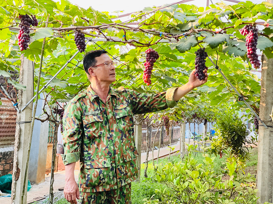 Vườn nho của anh Trần Văn Hải bắt đầu vào vụ thu hoạch đầu tiên. Ảnh: Mai Ka