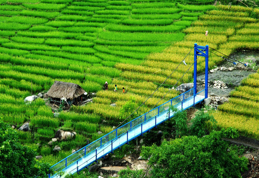 Người dân làm những ngôi nhà giữa cánh đồng vừa để sinh hoạt, vừa để đuổi động vật ăn lúa