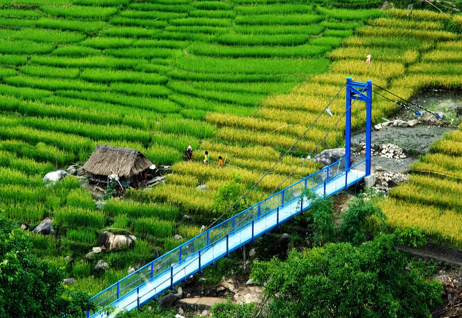 Người dân làm những ngôi nhà giữa cánh đồng vừa để sinh hoạt, vừa để đuổi động vật ăn lúa