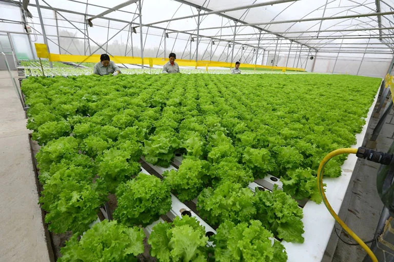 Phấn đấu kim ngạch xuất khẩu rau đạt khoảng 55-60 triệu USD (ảnh minh họa)