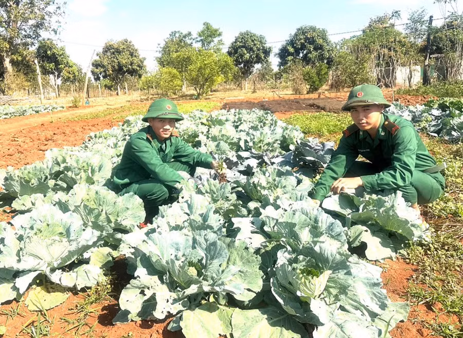 Chiến sĩ Sơn (bên phải) và Thanh (bên trái) cùng chăm sóc vườn rau xanh. Ảnh: Phương Dung