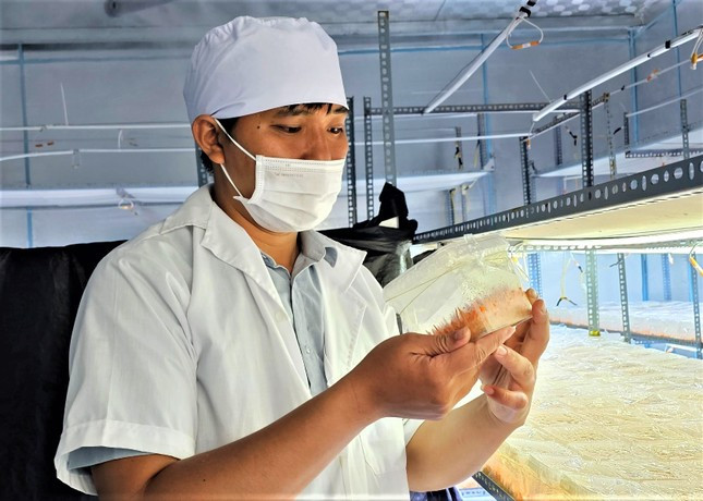 Anh Nguyễn Thanh Toàn kiểm tra nấm đông trùng hạ thảo Anh Nguyễn Thanh Toàn kiểm tra nấm đông trùng hạ thảo