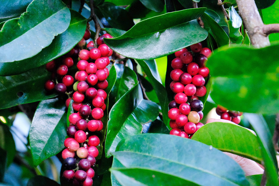 Quả chòi mòi khi gần chín có màu đỏ như quả cà phê. Ảnh: Minh Châu Quả chòi mòi khi gần chín có màu đỏ như quả cà phê. Ảnh: Minh Châu