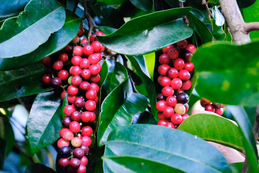 Quả chòi mòi khi gần chín có màu đỏ như quả cà phê. Ảnh: Minh Châu