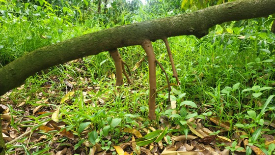 Chỉ còn cuống Chỉ còn cuống