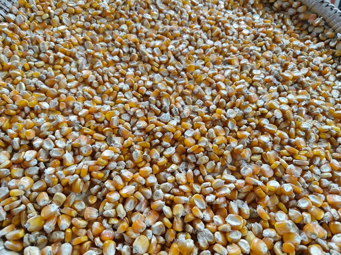 Từ đầu năm 2023 đến nay, Việt Nam đã nhập khẩu gần 8 triệu tấn bắp